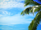 Palm Tree Clouds