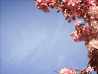 Pink Flower Tree