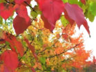 Red Leaves