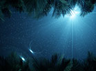 Sky View Palm Branches Night
