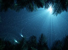 Sky View Palm Branches Night Scroll