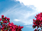Spring Bloom