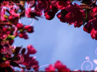 Spring Bloom Scenes