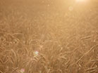 Summer Wheat Golden