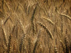 Harvest Wheat