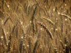 Harvest Wheat Particles