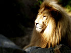 Lion Of Judah