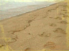 Sand Footprints