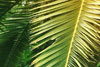 Palms