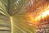 PalmsWind2