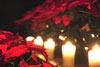 Poinsettias