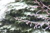 WinterLongplay