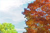 FallTree