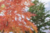 FallingLeaves