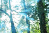 ForestFog