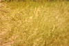 GoldenGrass