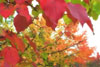 RedLeaves