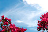 SpringBloom