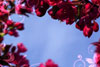 SpringBloomScenes
