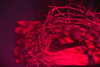 CrownofThorns