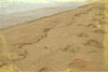 SandFootprints