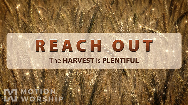 Reach Out Wheat