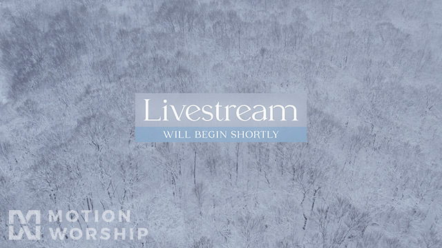 Winter Woods Livestream