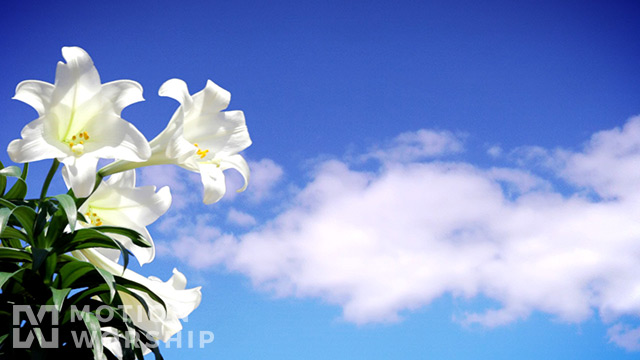 Easter Lily Sky