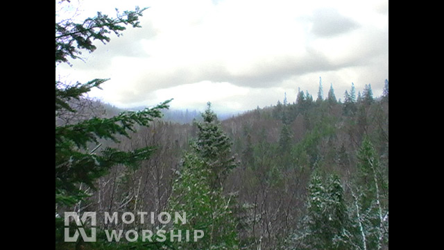 Snowy Forest