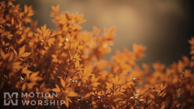 Autumnal Glowing Leaves