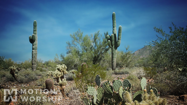 Desert Cactus Blue Sky