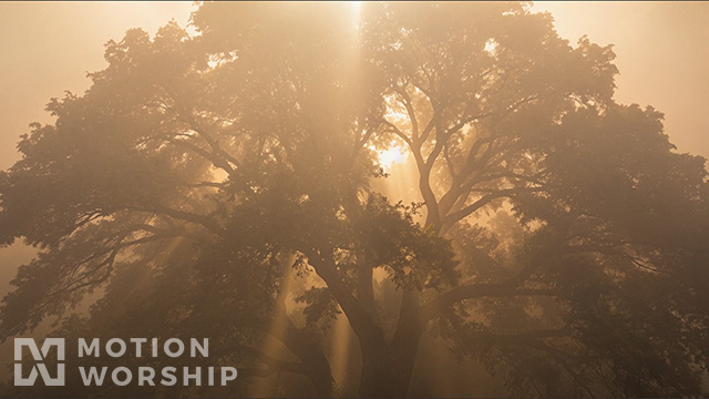Eden Ethereal Tree