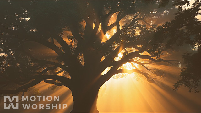 Eden Tree Silhouette
