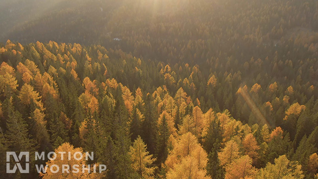 Epic Autumn Aerial Golden Pines