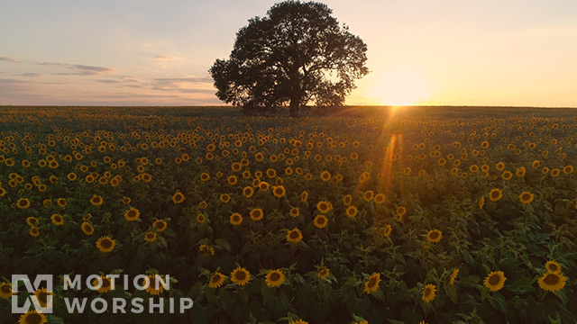 Epic Autumn Aerial Sunflower Sunset