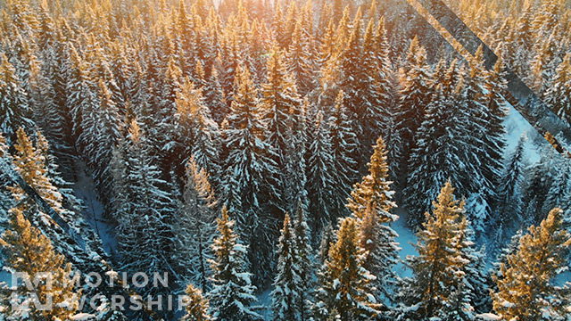 Epic Winter Aerial Closeup Trees