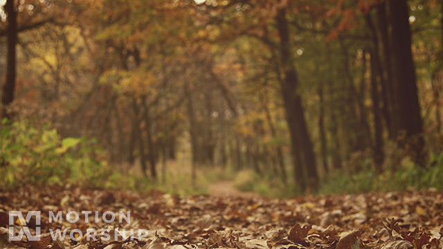 Fall Colors Forest Path