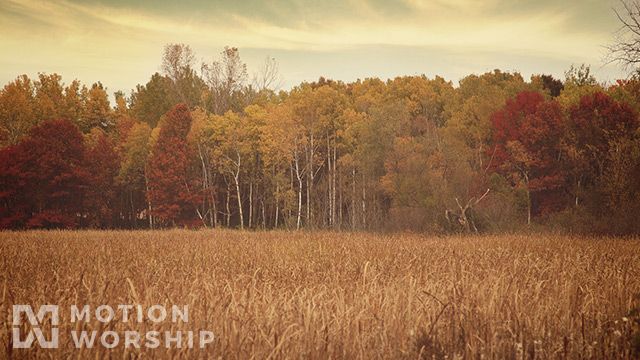 Fall Colors Tall Grass