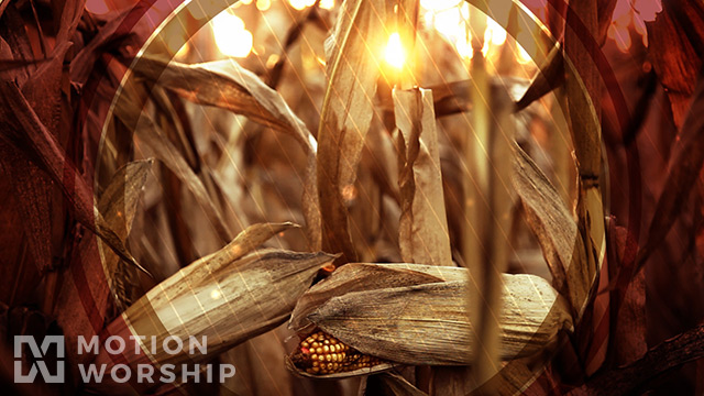 Fall Harvest Corn Closeup