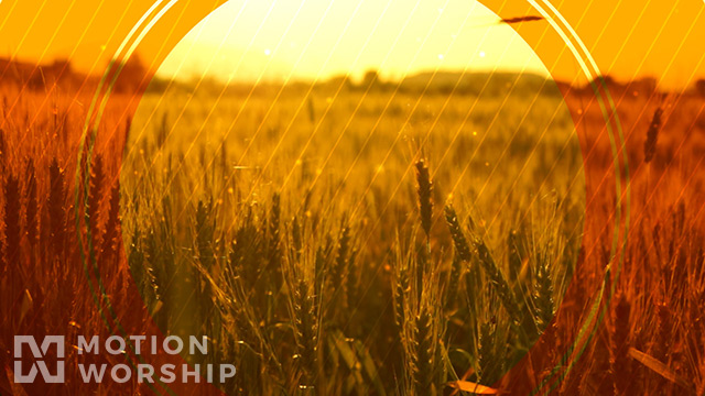 Fall Harvest Golden Wheat