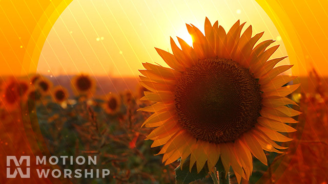 Fall Harvest Sunflower Sunset