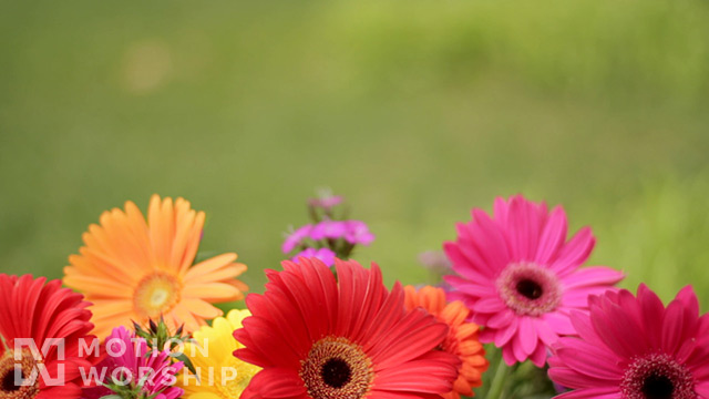 Gerber Daisies