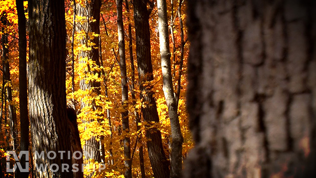 Golden Forest