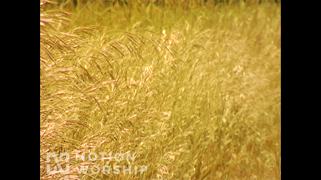 Golden Grass