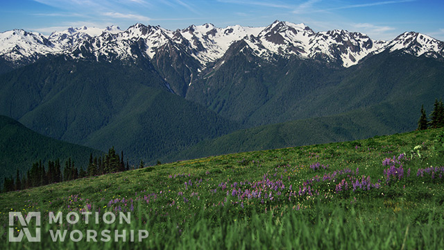 Mountain Pines Flower Field