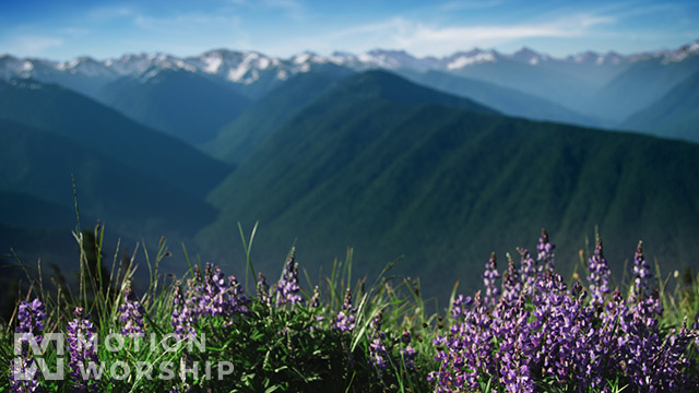 Mountain Pines Purple Flower Focus