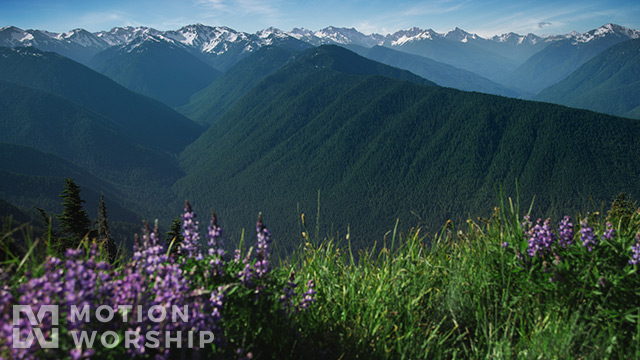 Mountain Pines Purple Flowers