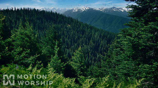 Mountain Pines Rolling Forest