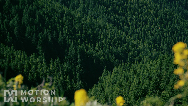 Mountain Pines Yellow Flowers