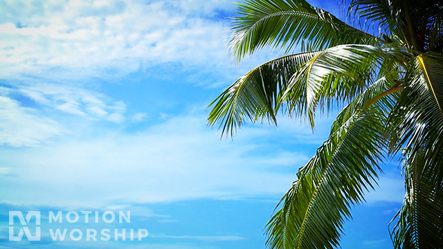 Palm Tree Clouds